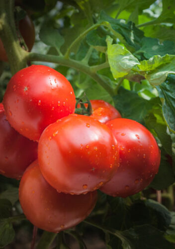 Heirloom Expert: Container Tomatoes